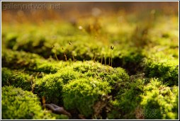 moss forest
