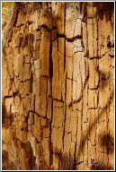 thick tree bark