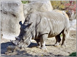 rhinoceros eating hay