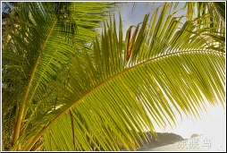 thailand palm