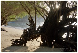 beach tree roots