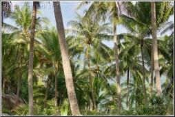 island trees thailand