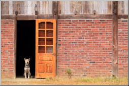 dog in door