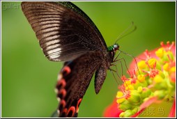 butterfly feeding closeup