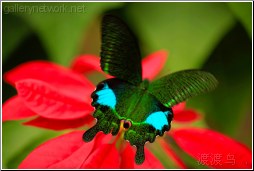 vietnam butterfly
