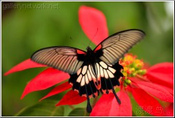 large tropical butterfly