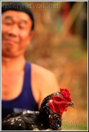 man looks at rooster