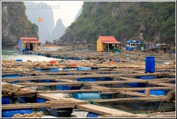 floating fish farm village