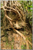 twisted roots - 渡渡鸟 .