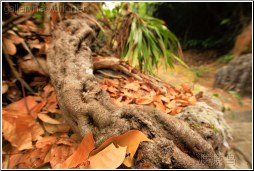 root leaves