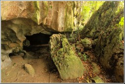 forest cave