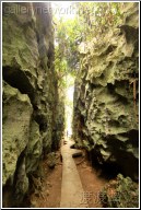 stone forest path - 渡渡鸟 .