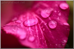 red petal water drops