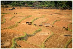 guangxi cattle