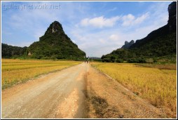 guangxi farm road - 渡渡鸟 .