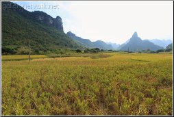guangxi field