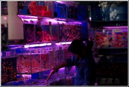 gold fish market - 渡渡鸟 .