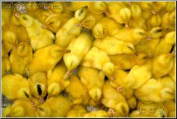 yellow ducklings - 渡渡鸟 .