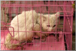 wet cat pink cage