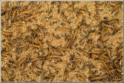 china meal worms