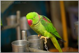 green parrot - 渡渡鸟 .