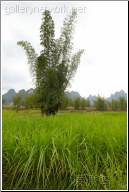 vietnam bamboo grass