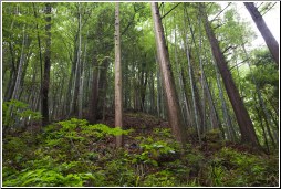 China lushan forest - C K