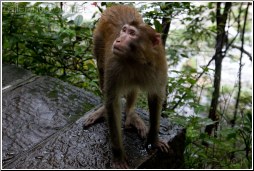 china wild monkey