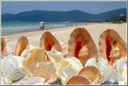 tropical shells beach