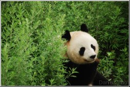 熊猫 - Daniel Zhao